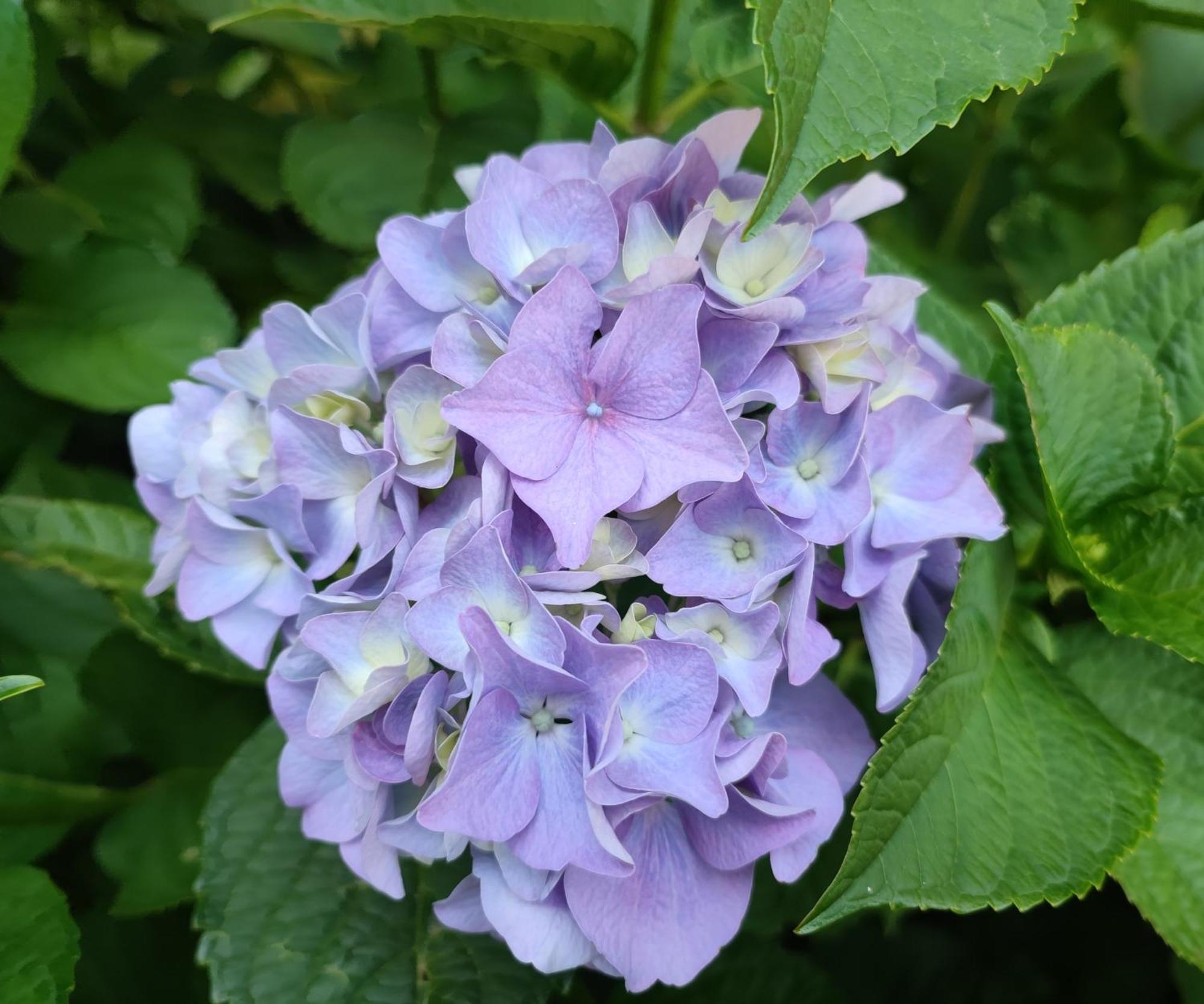 Apartman Secret Garden *