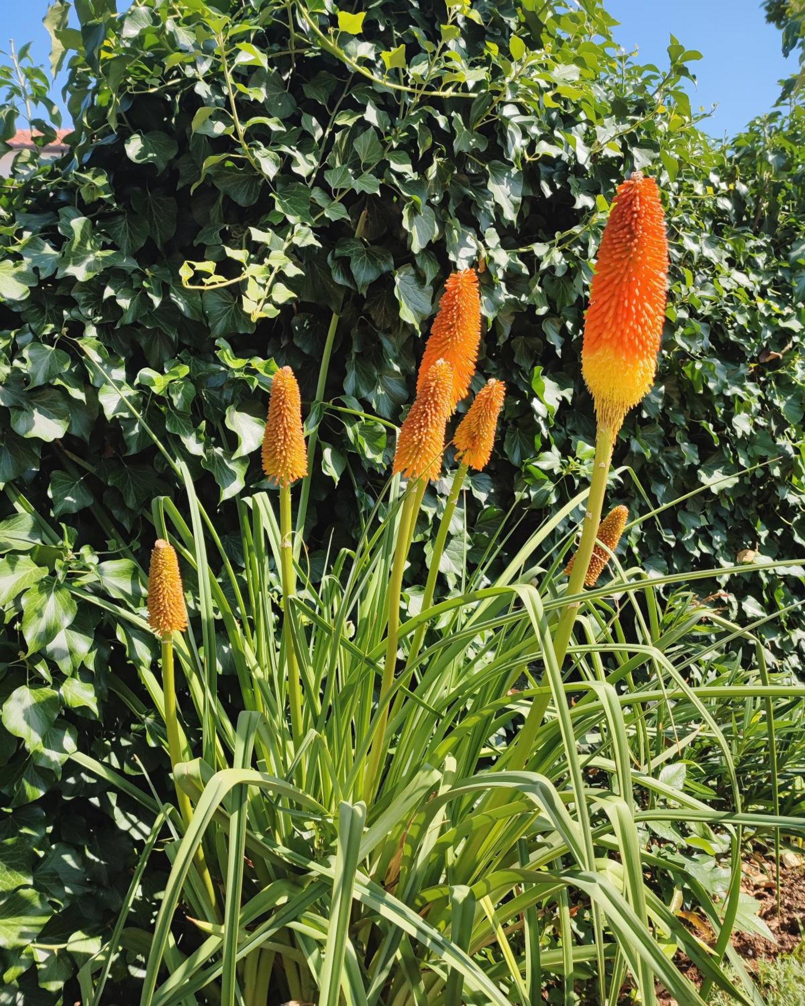 Apartment Secret Garden